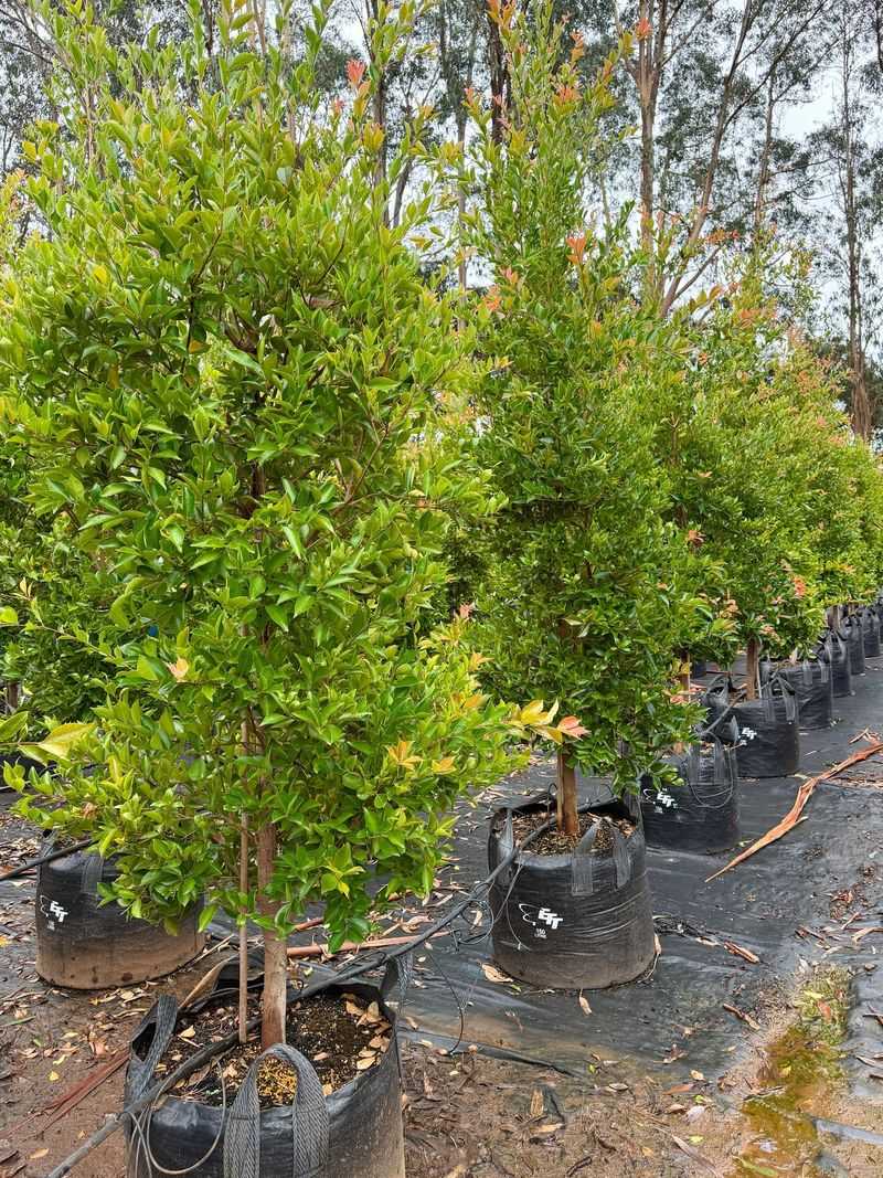 Use Dense Branching Around Utility Areas Use Dense Branching Around Utility Areas