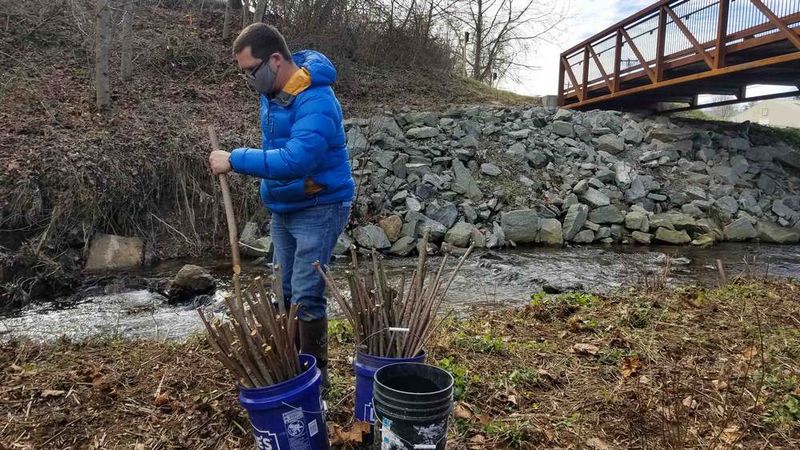 Use Dormant-Season Plants or Live Stakes Use Dormant-Season Plants or Live Stakes