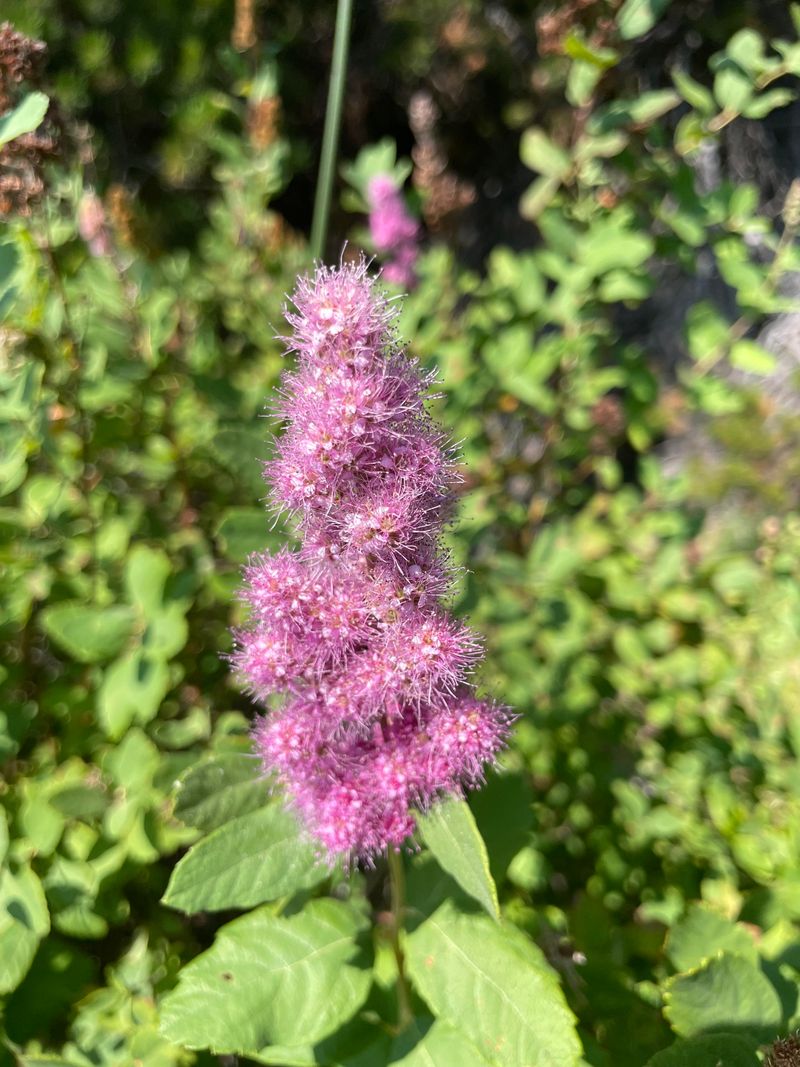 Use Douglas Spirea For Summer Pink