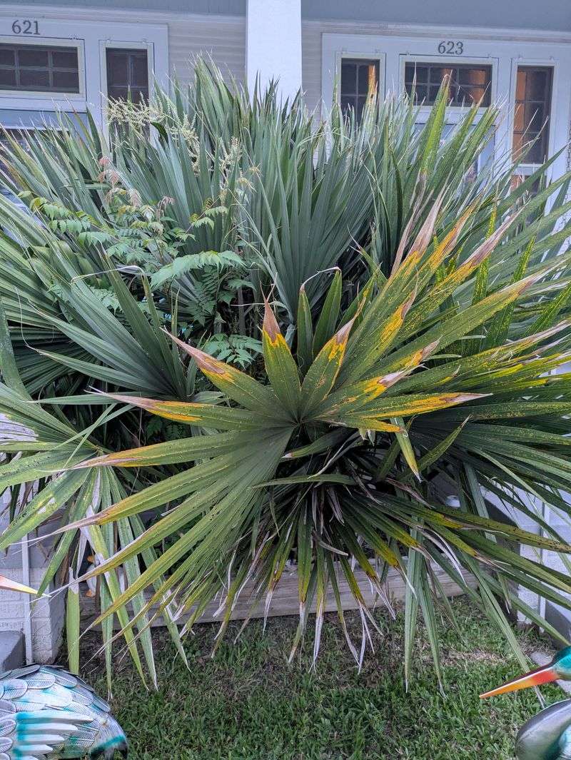 Use Dwarf Palmetto In Moist Ground
