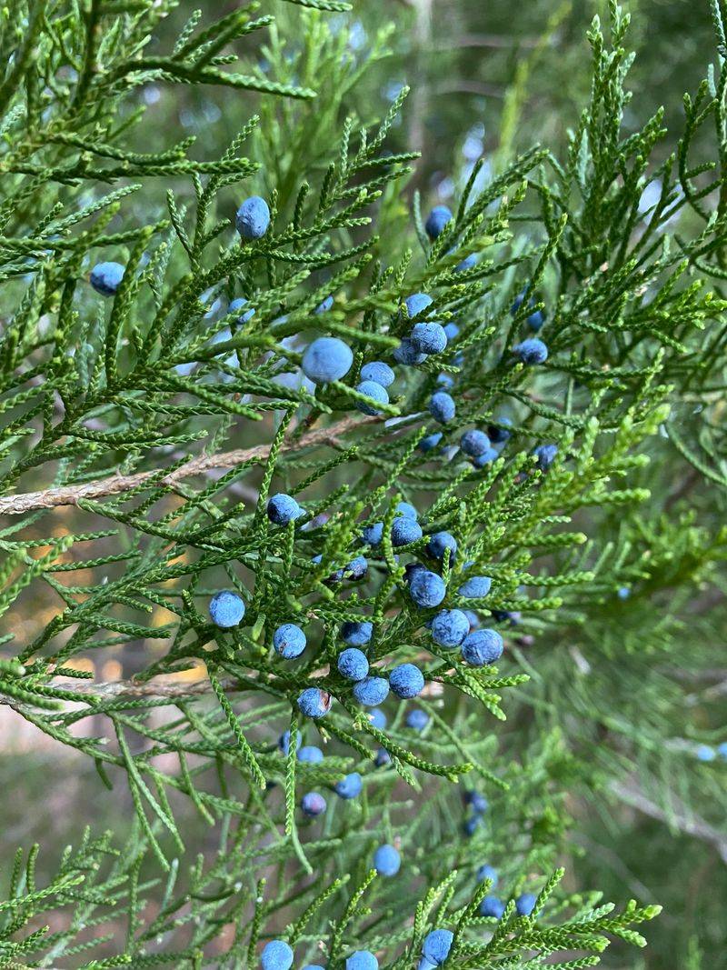 Use Eastern Redcedar For Tough Evergreen Cover Use Eastern Redcedar For Tough Evergreen Cover