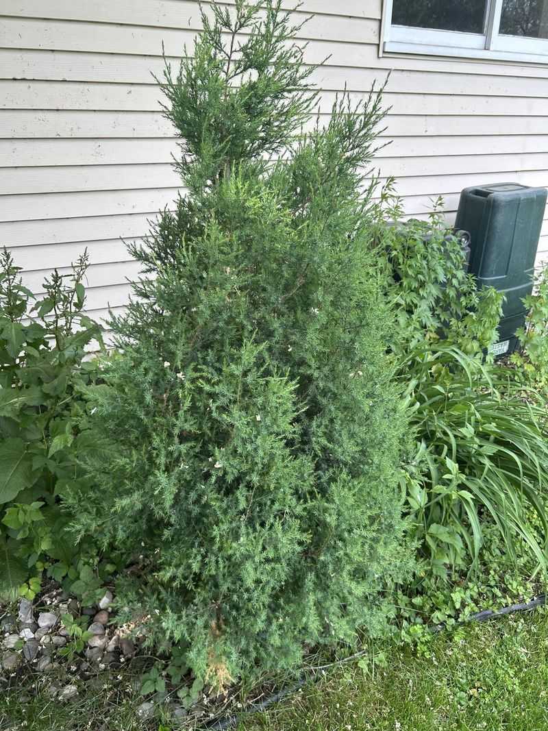 Use Eastern Redcedar For Tough Evergreen Cover Use Eastern Redcedar For Tough Evergreen Cover