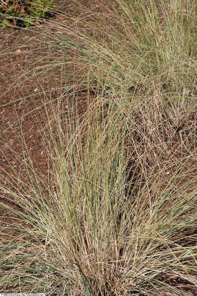 Use Elliott's Lovegrass Across Hot Dry Ground Use Elliott's Lovegrass Across Hot Dry Ground