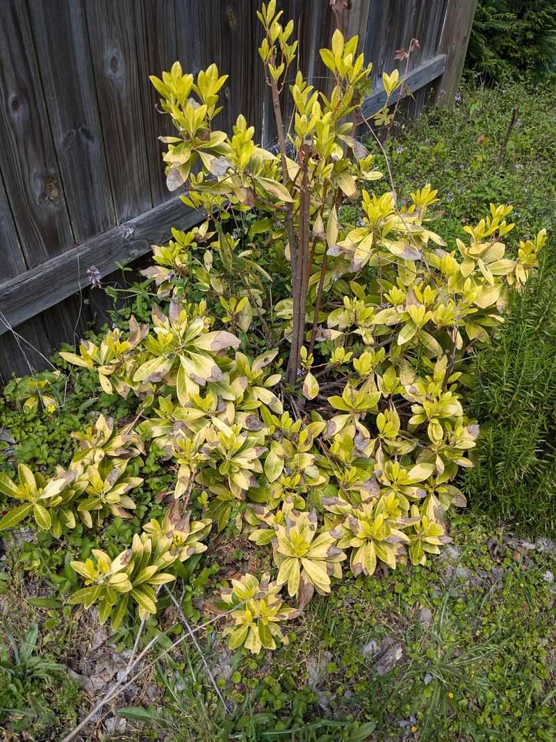Use Florida Anise For Dense Evergreen Cover
