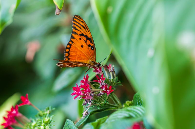 Use Flower Color To Attract More Wings Use Flower Color To Attract More Wings