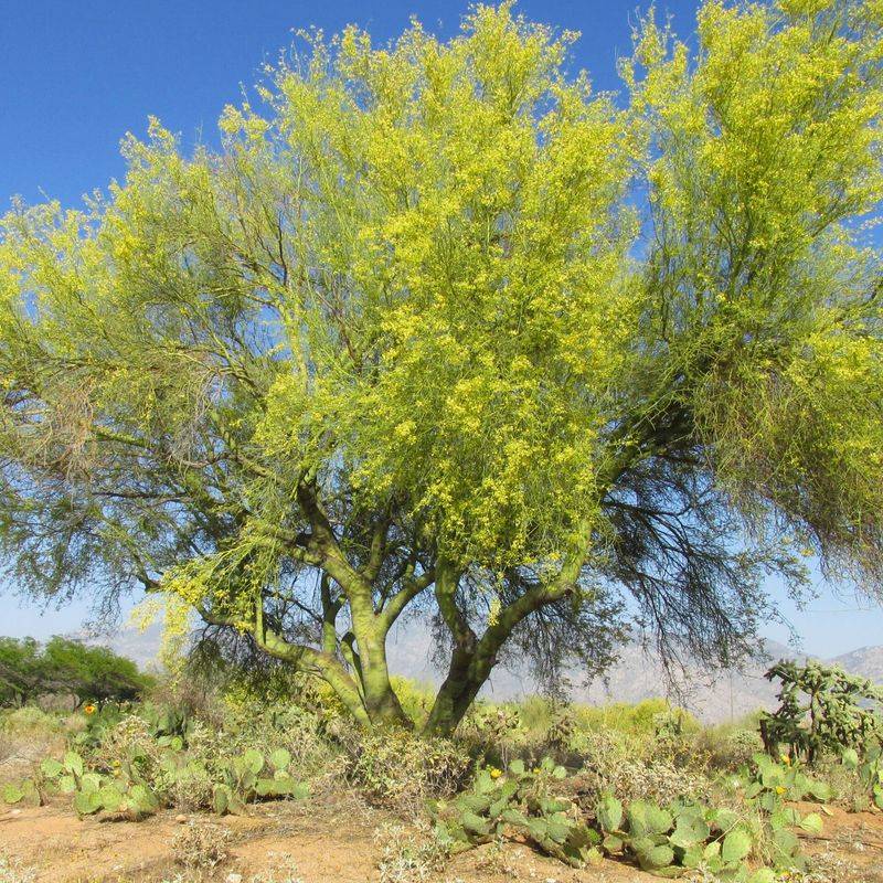 Use Foothill Palo Verde In Lean Soil Use Foothill Palo Verde In Lean Soil
