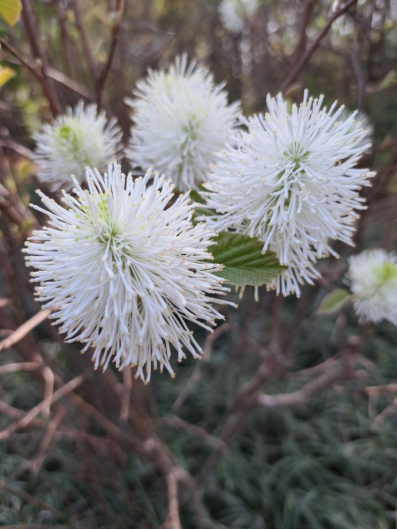 Use Fothergilla For A Smaller Native Shrub