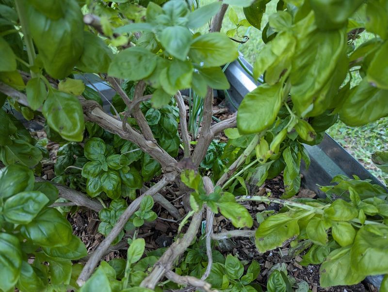 Use Fresh Leaves Before Their Flavor Fades Use Fresh Leaves Before Their Flavor Fades