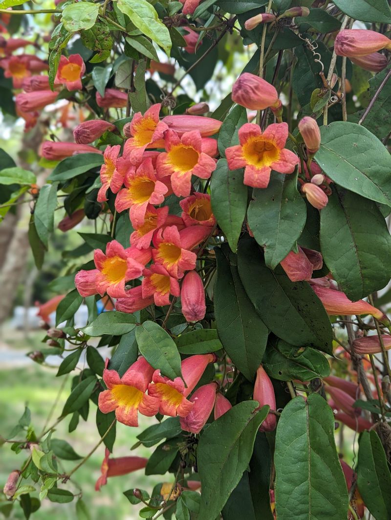 Use Full Sun For Heavier Flowering