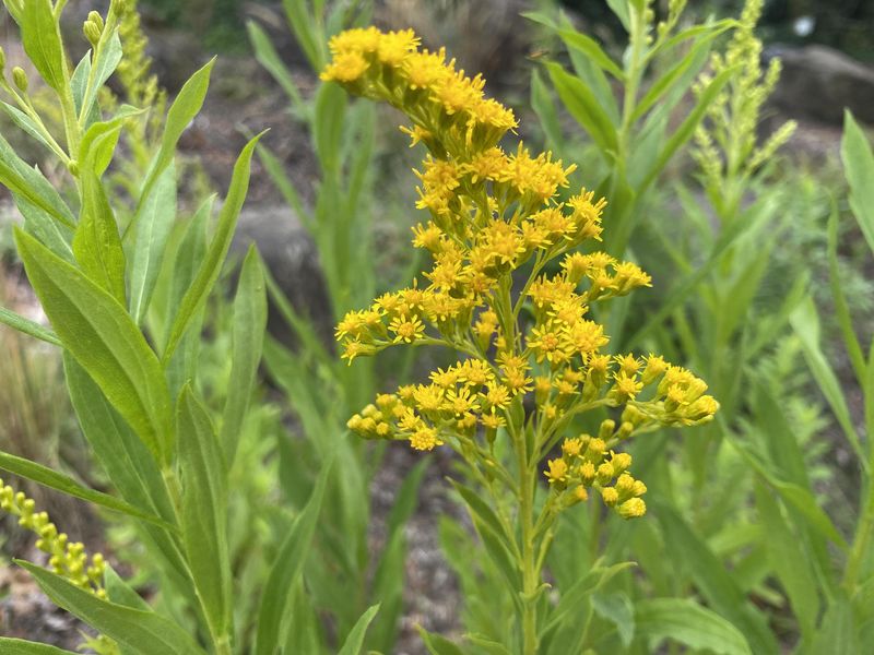 Use Goldenrod For A Bright Finish Use Goldenrod For A Bright Finish