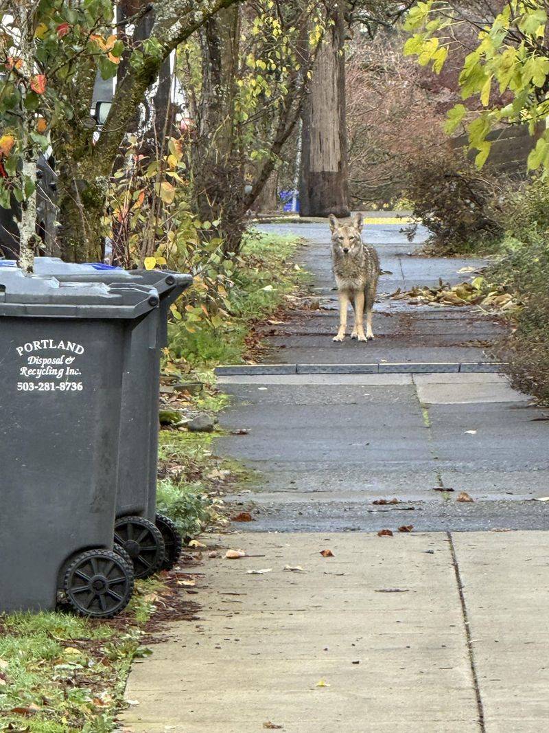 Use Hazing To Make Coyotes Feel Unwelcome Use Hazing To Make Coyotes Feel Unwelcome