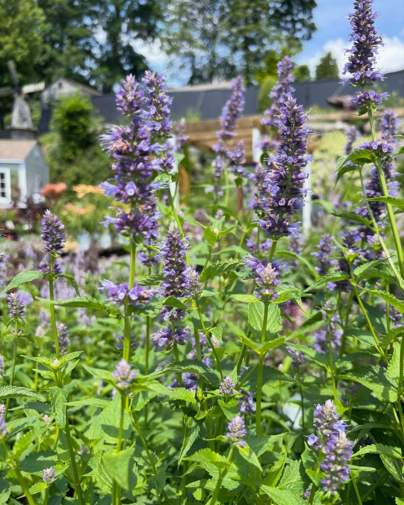 Use Hummingbird Mint In Sunny Beds