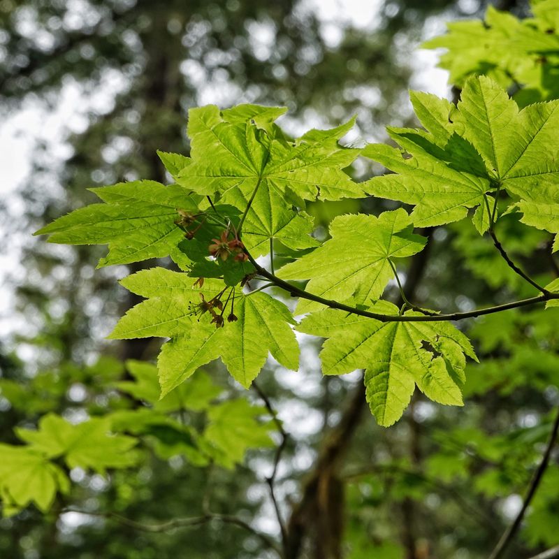 Use It Beneath Taller Oregon Trees