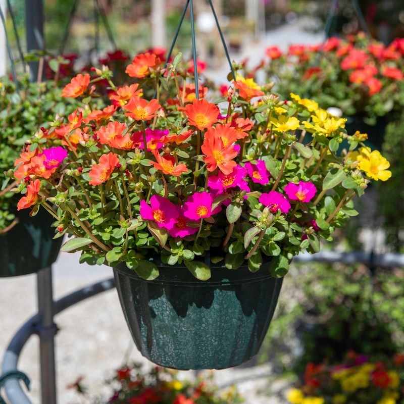 Use It In Pots And Hanging Baskets Use It In Pots And Hanging Baskets
