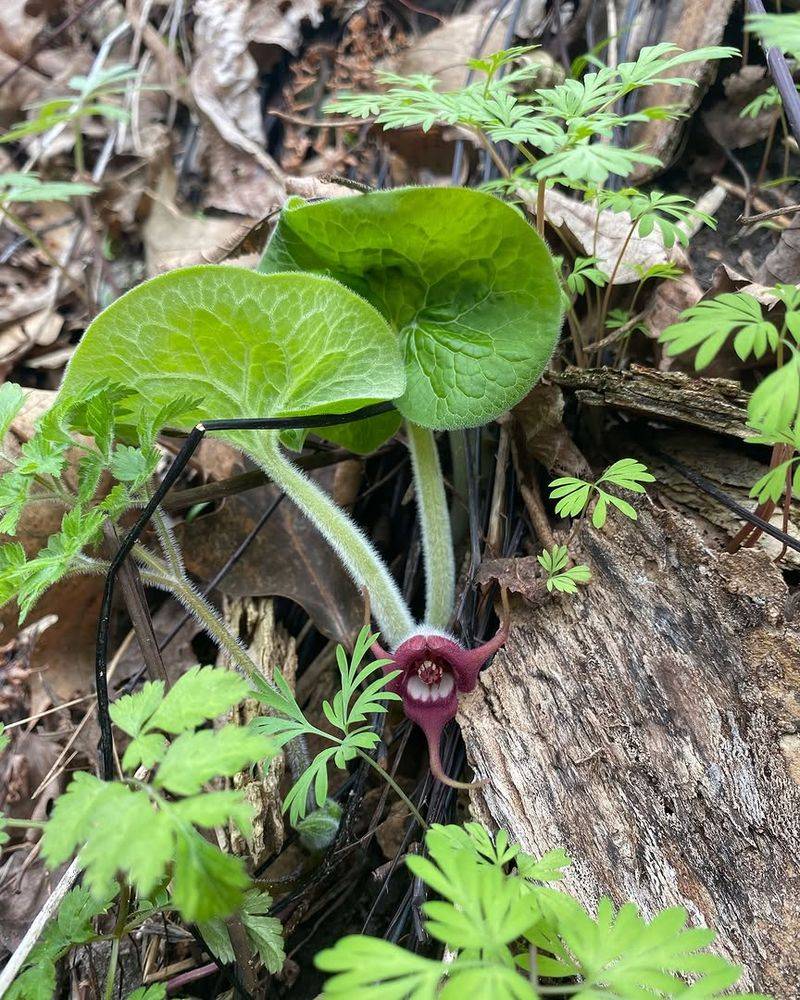 Use It In Rich Woodland Soil Use It In Rich Woodland Soil