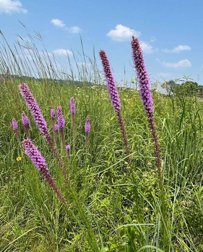 Use It In Sunny Michigan Native Beds Use It In Sunny Michigan Native Beds