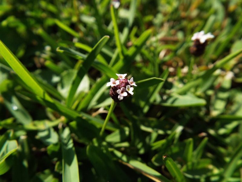 Use It To Reduce Lawn Problems, Not As A Chinch Bug Repellent Use It To Reduce Lawn Problems, Not As A Chinch Bug Repellent