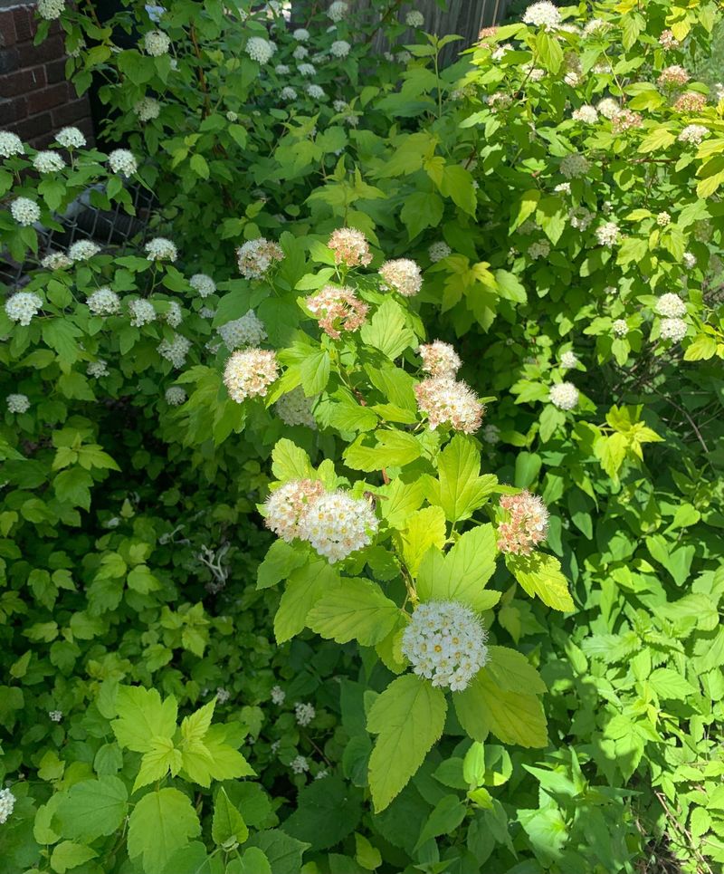 Use Its Branching Habit For Better Cover