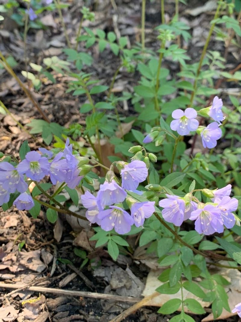 Use Jacob's Ladder For Delicate Foliage