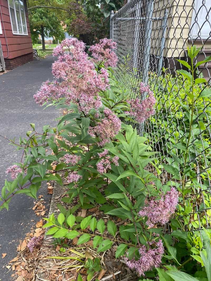 Use Joe Pye Weed For Tall Structure Use Joe Pye Weed For Tall Structure