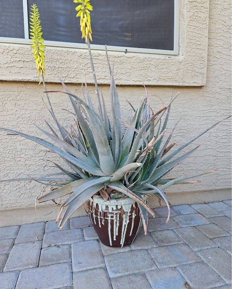 Use Larger Pots To Buffer Heat Use Larger Pots To Buffer Heat