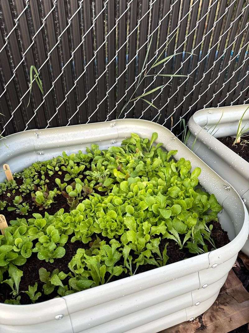 Use Late August As The Safer Lettuce Window