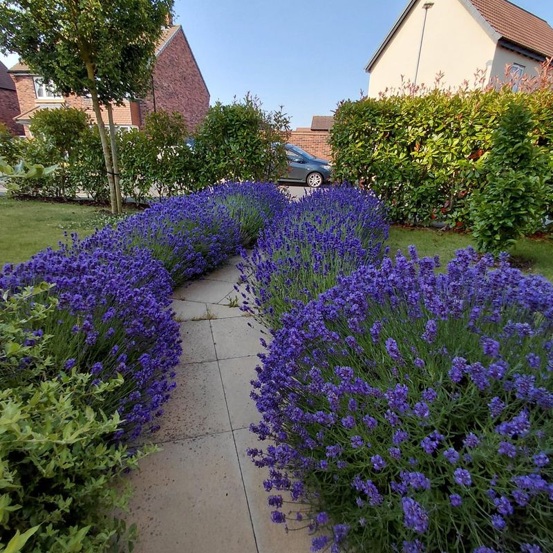 Use Lavender For A Fragrant Border Use Lavender For A Fragrant Border