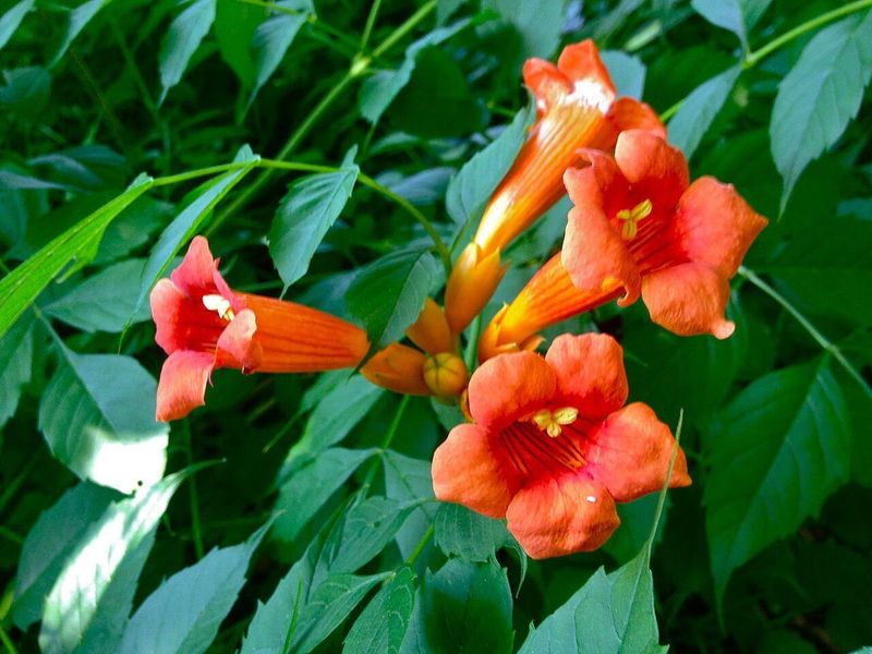 Use Mexican Flame Vine For Summer Color