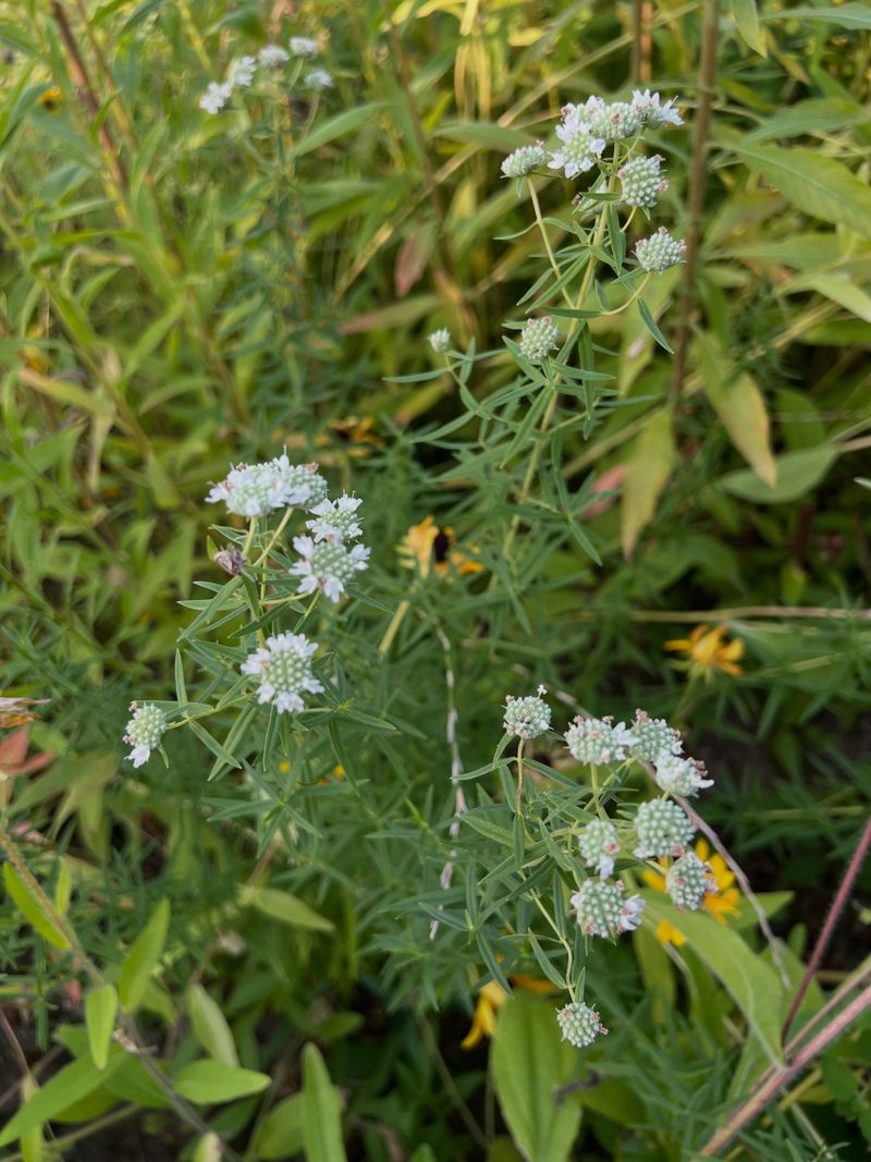 Use Mountain Mint For Pollinator Buzz