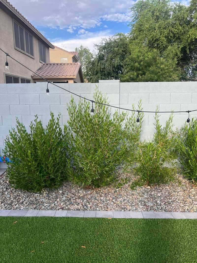 Use Mulch To Slow Summer Moisture Loss