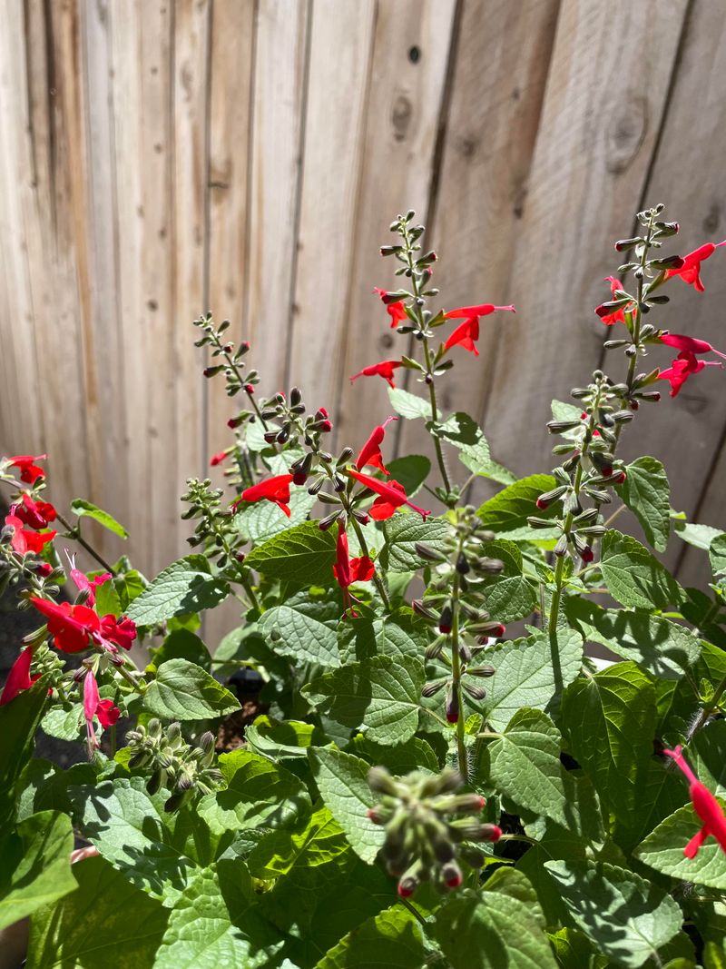 Use Native Salvias For Predator Habitat Use Native Salvias For Predator Habitat