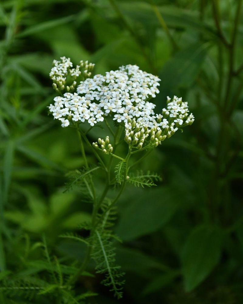 Use Native Yarrow To Feed Helpful Predators Use Native Yarrow To Feed Helpful Predators