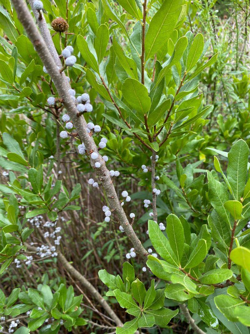 Use Northern Bayberry For Waxy Winter Fruit