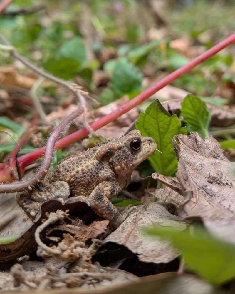 Use Pest Control Without Exposing the Toad Use Pest Control Without Exposing the Toad