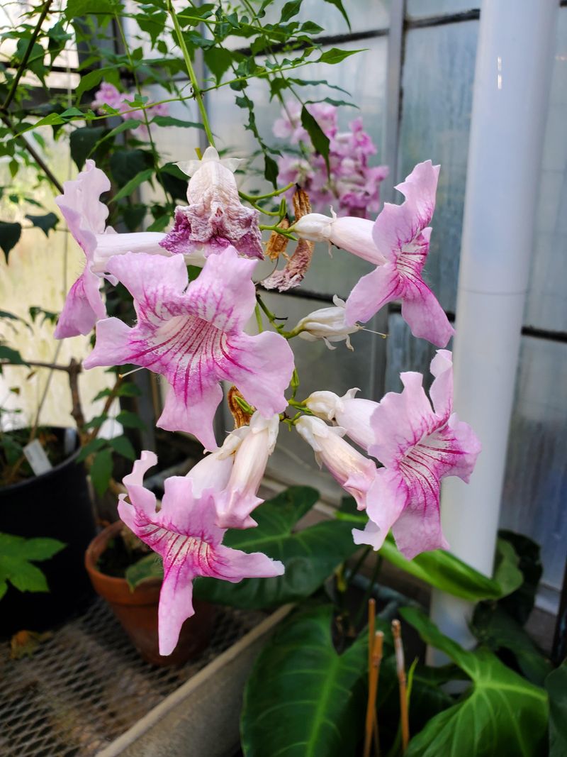 Use Pink Trumpet Vine For Fast Coverage