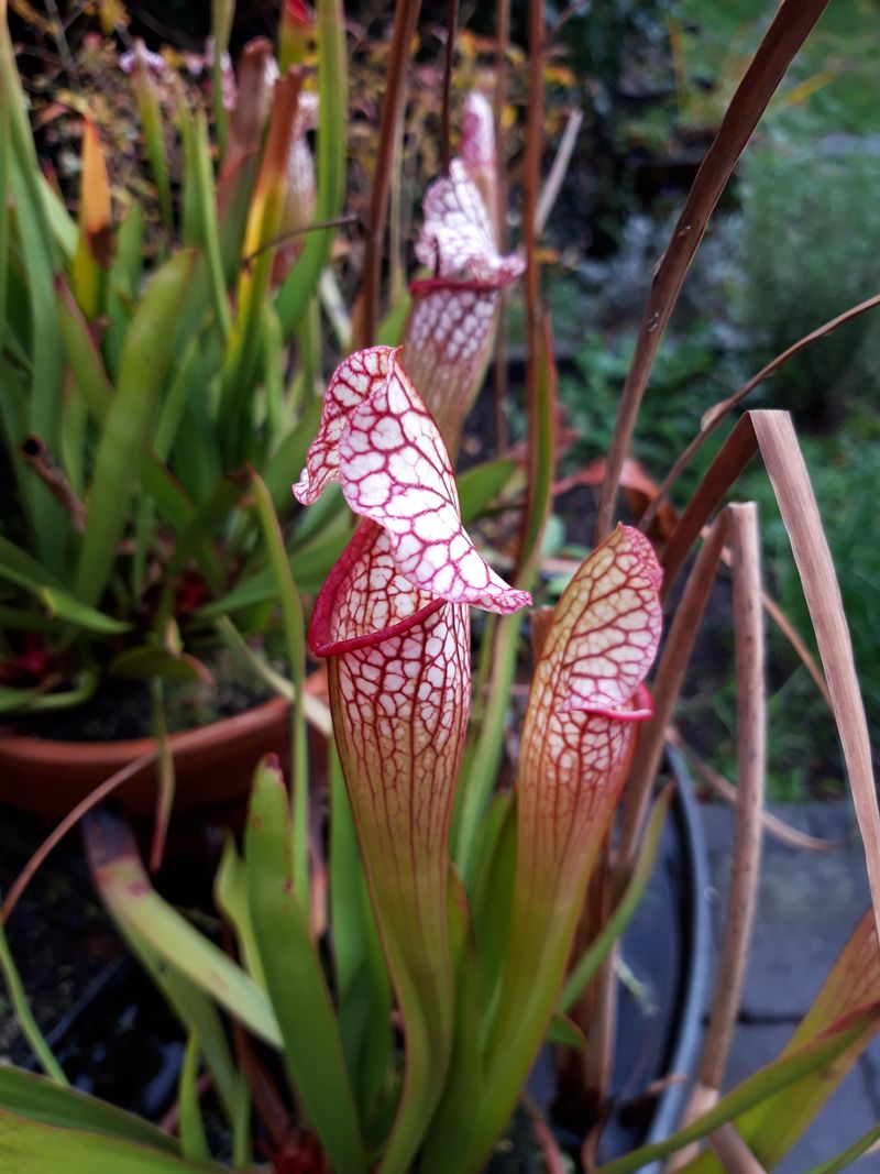 Use Pitcher Plants In True Bog Conditions Use Pitcher Plants In True Bog Conditions