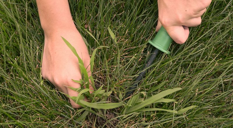 Use Post Emergent Control While Crabgrass Is Still Growing Use Post Emergent Control While Crabgrass Is Still Growing