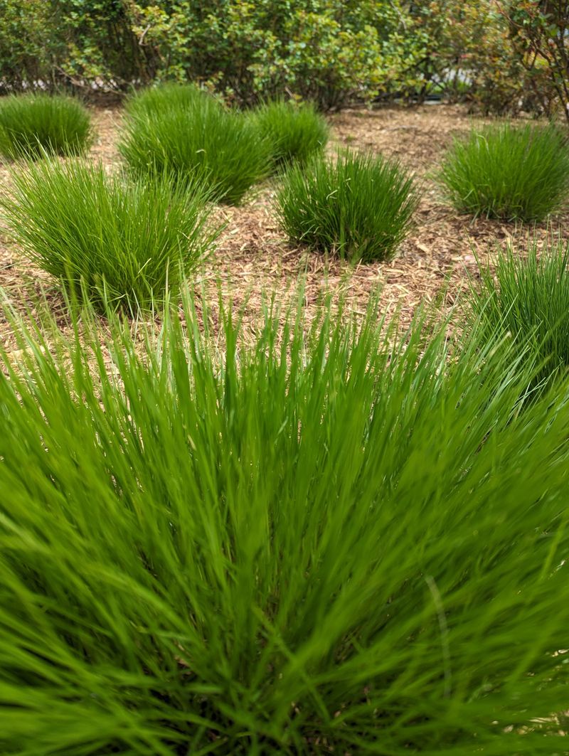 Use Prairie Dropseed Along Edges