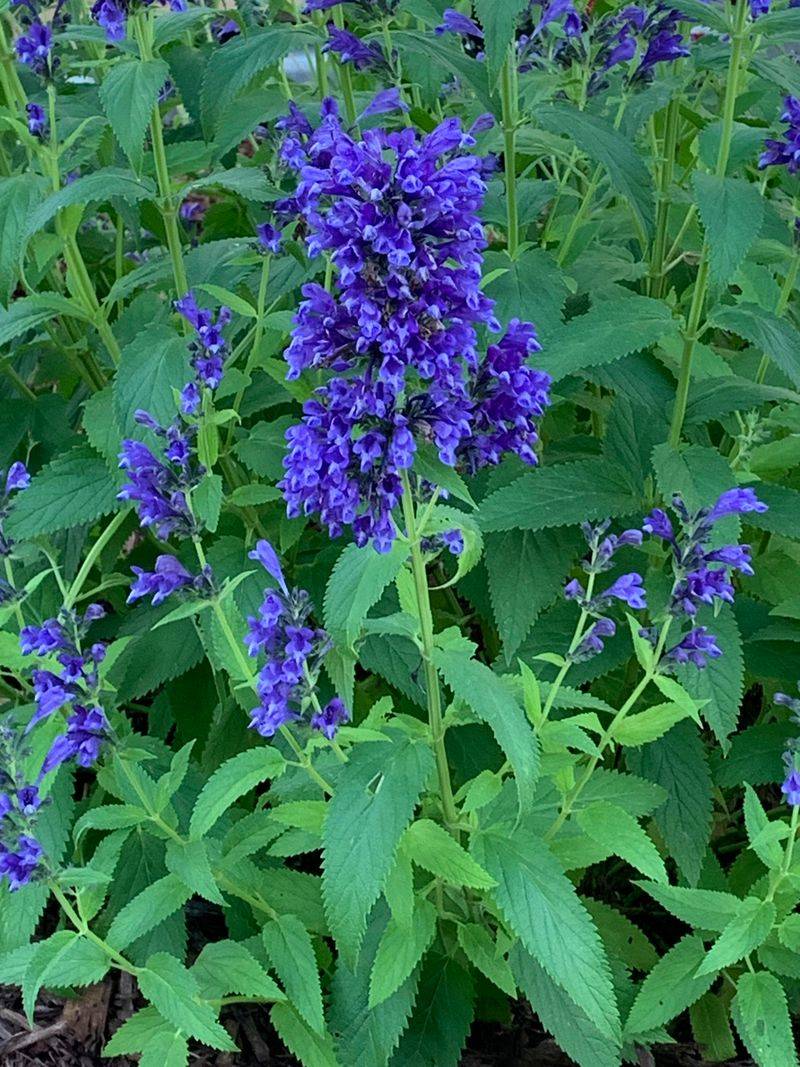 Use Salvia For Heat And Pollinators
