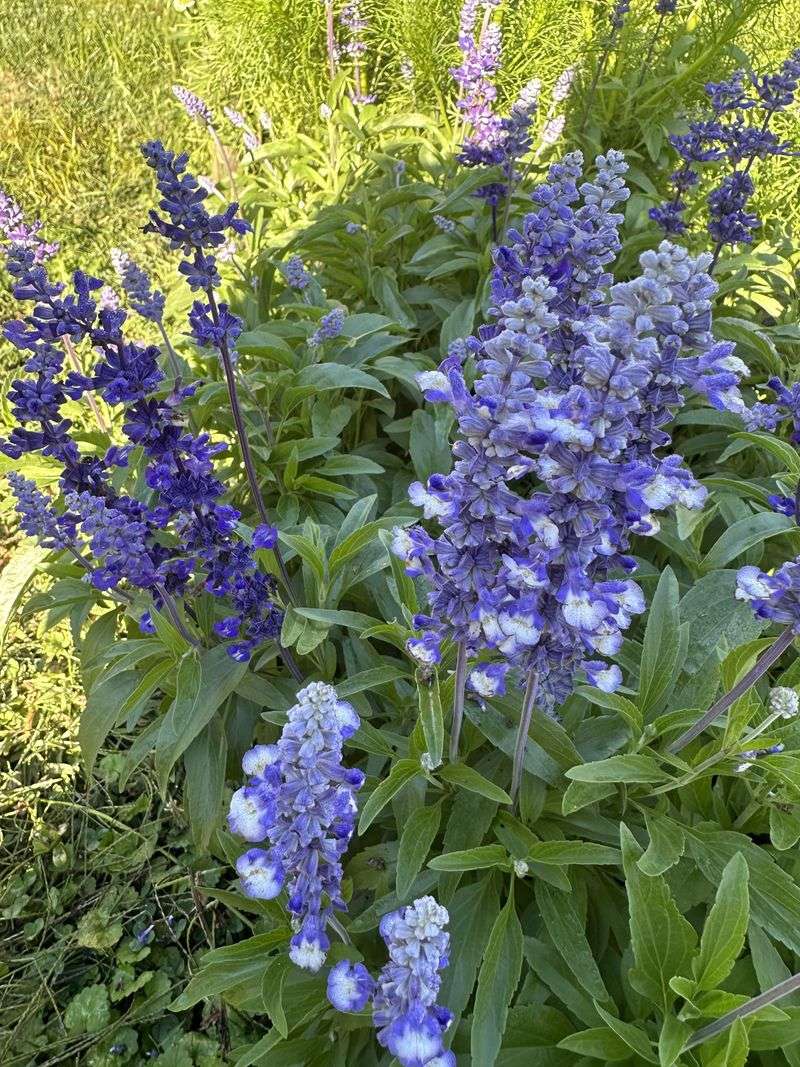Use Salvia For Heat Ready Color
