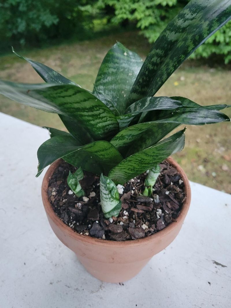Use Snake Plant For Upright Structure Use Snake Plant For Upright Structure