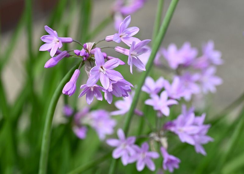 Use Society Garlic For Sleek Lilac Accents