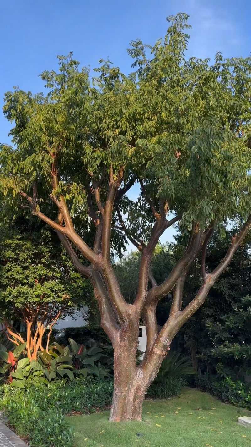 Use South Florida's Tough Tree In The Right Spot