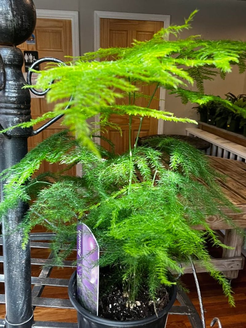 Use Sprengeri Asparagus For Soft Cascades Use Sprengeri Asparagus For Soft Cascades