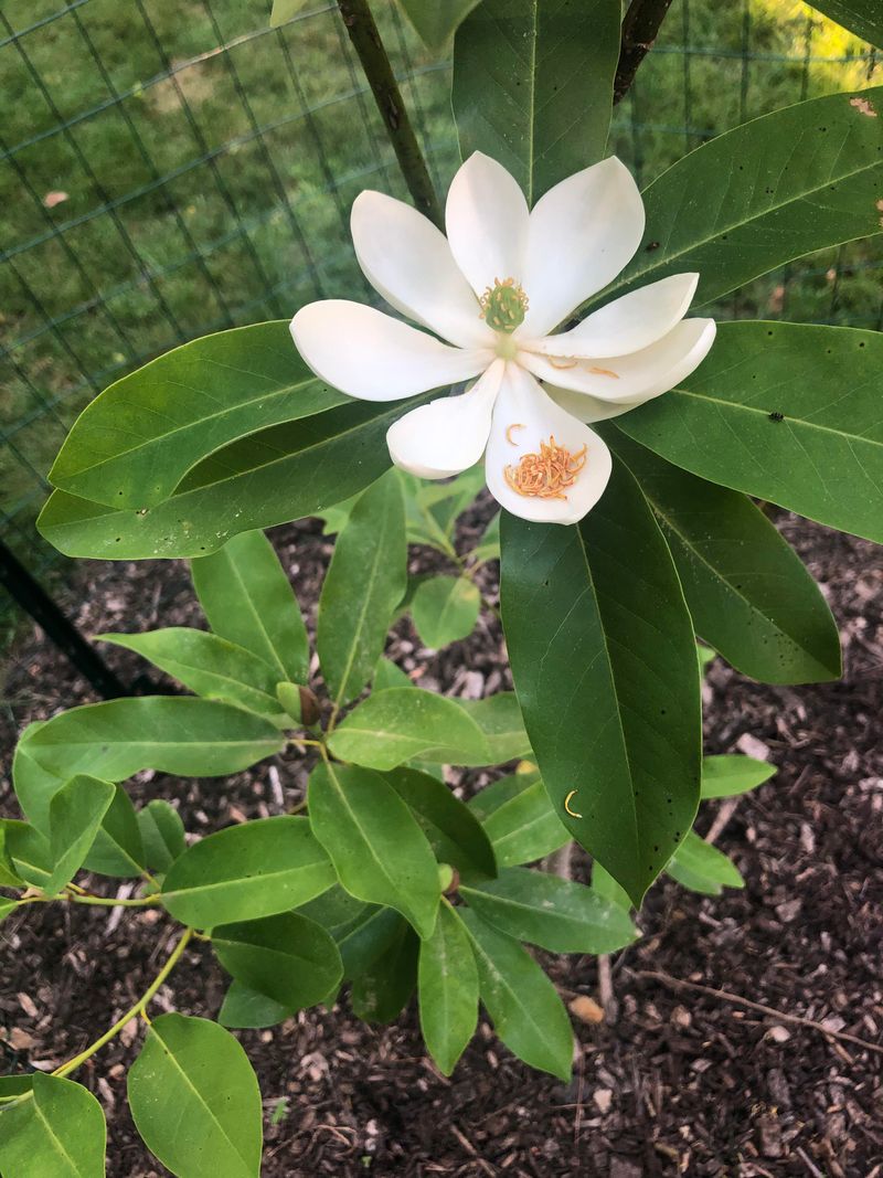 Use Sweetbay Magnolia In Damp Areas Use Sweetbay Magnolia In Damp Areas
