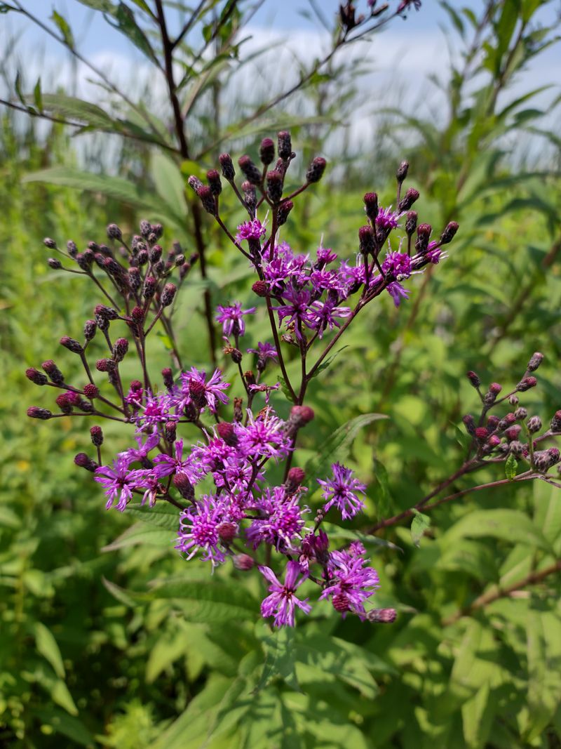 Use Tall Ironweed For A Deep Purple Punch