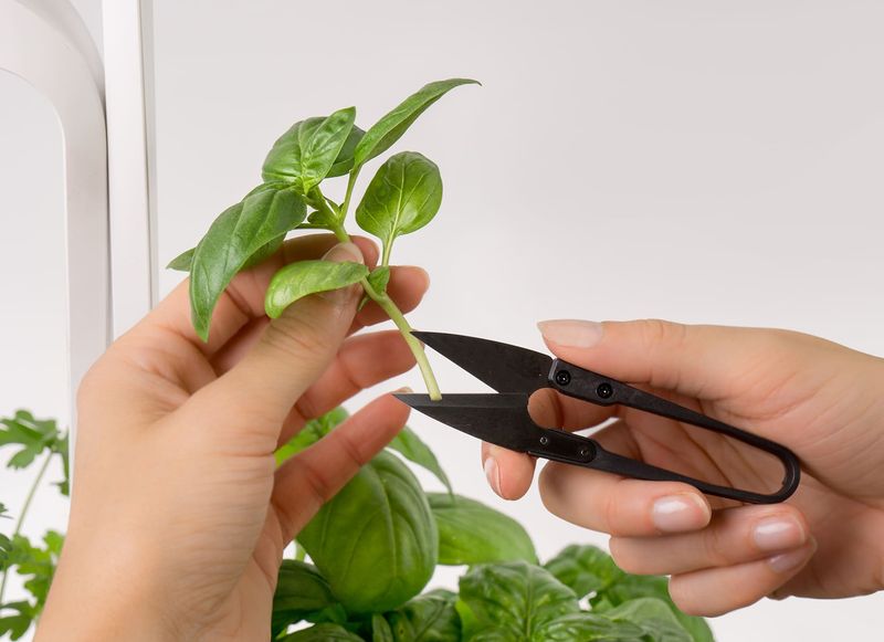 Use The Right Cutting Technique For Healthier Plants Use The Right Cutting Technique For Healthier Plants