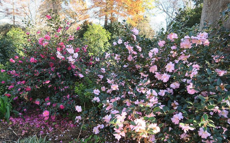 Use Timing To Improve The Odds Of Winter Color Use Timing To Improve The Odds Of Winter Color