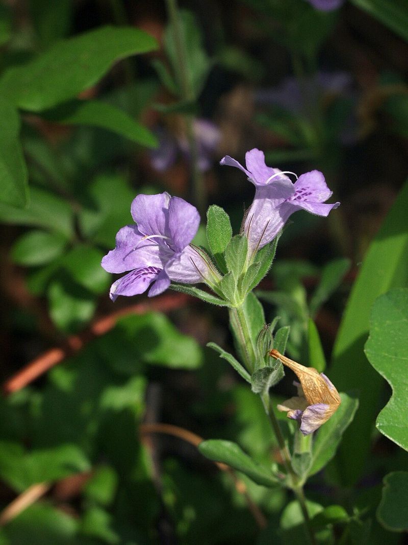 Use Twinflower For Soft Color In Partial Shade Use Twinflower For Soft Color In Partial Shade