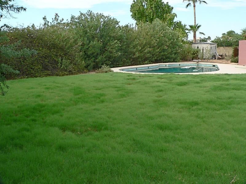 Use UC Verde Buffalograss In Sunny Dog Areas